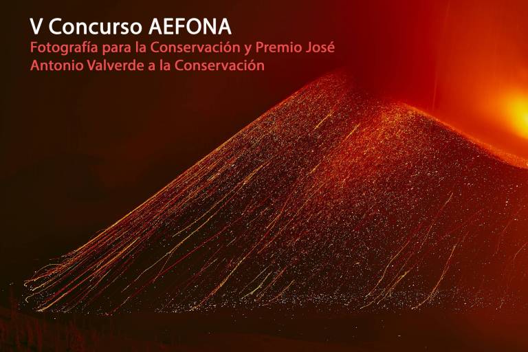 Explora el Mundo de la Fotografía de Naturaleza con AEFONA